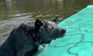 Piranha Puppy Nips At Toes