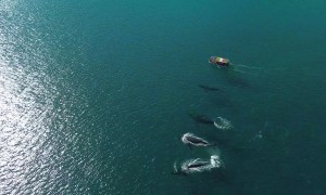 Beautiful and Powerful Sea Creatures