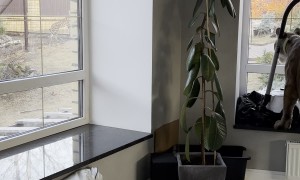 Pet Puma and His Vacuum Cleaner