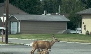 Recharging Time! Mama Deer Nurses Twin Fawns