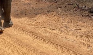 Elephant Eats Dropped Phone