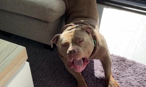 Big Stretch From Beefy American Bully