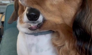 Brotherly Love Between Dachshunds