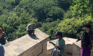 Bartering With Wild Monkeys In Bali
