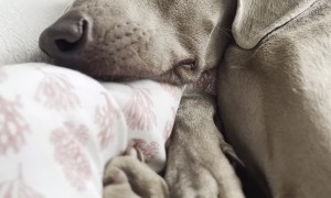 Weimaraner's Whistling Snores
