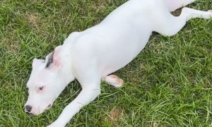 The Zoomies Have Landed