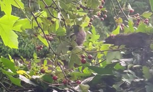 Mice Forage For Berries In Hawthorn Tree