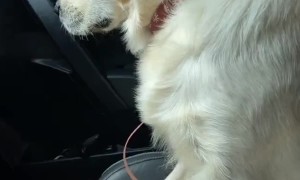 Golden Retriever Coming Off Anesthesia