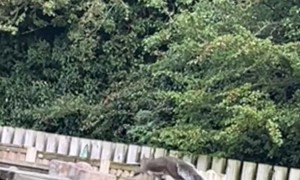 Hey Diddle Diddle, The Squirrel Ran Away With The Spoon