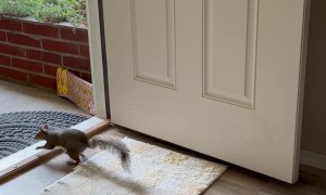 Squirrel Helps Himself to Peanuts