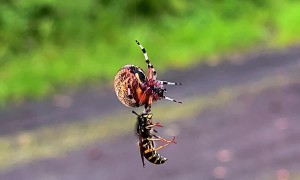 Spider and Wasp Spin Around While Hanging by a Thread