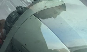 Roach-Infested Car Brought Into Dealership