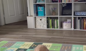 Puppy Tucks In Brother For Bedtime