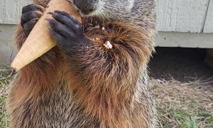 Puddles the Groundhog Loves Ice Cream