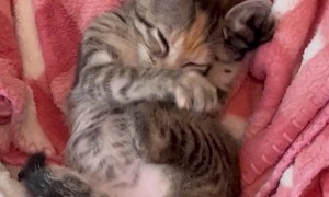 Foster Kitten Nursing on Her Toes and Making Biscuits