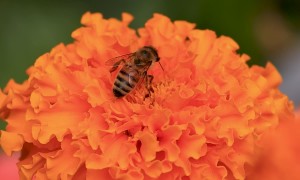 Wasp Feeds on Garden Flower