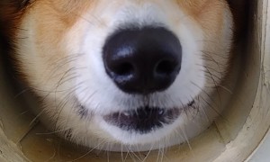 A Very Friendly Door Greeter