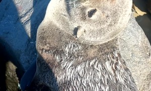 The Day I Found A Seal