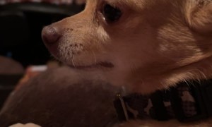Tequila the Chihuahua Is Angry