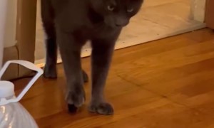 Cat Sneaks Away With Stolen Perfume