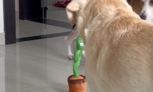 Dogs React to Talking Cactus Toy