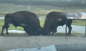Watching Bison Rut From Car