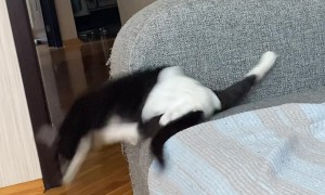 Disabled Cat Still Plays Hard