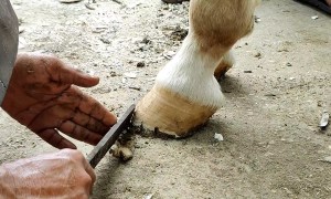 Restoring a Horse's Hoof