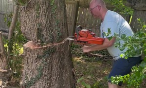 Tree Felling Fail Smashes Neighbor's Fence