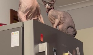 Sibling Sphynxes Duke It Out On Top Of The Fridge
