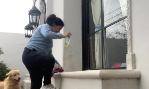 Golden Retriever Just Wants to Play