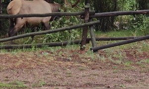 Elk Struggles to Remove Tree Branch From Antlers