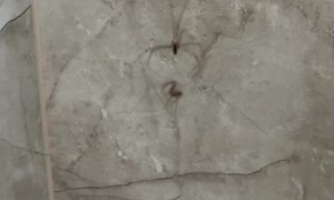 The Ultimate Arachnid Showdown