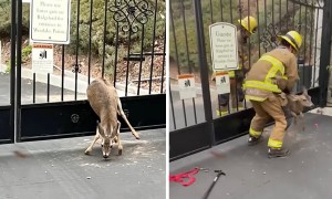 Firefighters rescue two deer out of a sticky situation