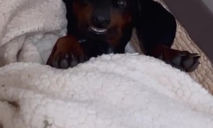 Puppy Has A Spooky Smile