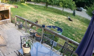 Dog Gets Stuck in Chair While Trying to Chase Coyote