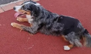 Silly Dog Forgets She's On Steps