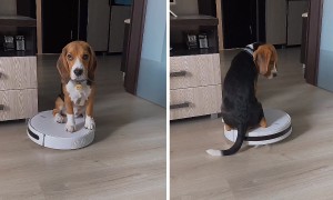 Uninterested Beagle takes a Roomba ride