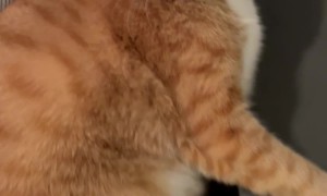 Cat Wants to Practice Yoga Too