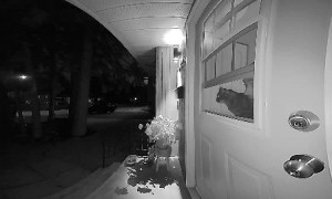 Cat Scares Off Curious Black Bear