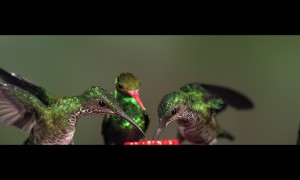 Hummingbird Shakes Off Bee at Feeder