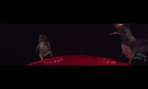 Bee Collides With Hummingbird's Wing