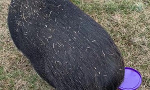 Potbelly Pig Solves Cheeseball Puzzle