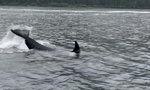 Orcas Put On A Show For Whale-Watchers