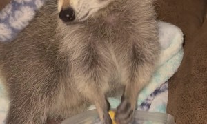 Lillie the Raccoon Enjoys a Late-Night Snack