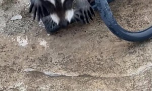 Orphaned Raccoons Play With Hose