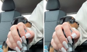 Newly adopted puppy shows his love