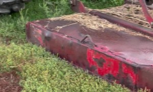 Sheep Goes for a Ride