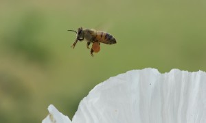 The Cutest Little Pollinator