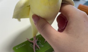 Cockatiel Turns Into a Squeaky Toy